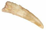 Fossil Pterosaur (Siroccopteryx) Tooth - Morocco #194590-1